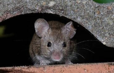 Rodents Out of Your Home