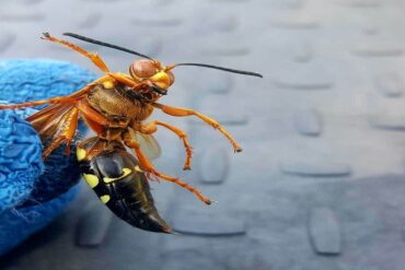 Pro Pest Control in Elmhurst