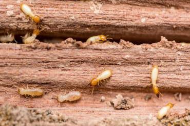 Remove Termites