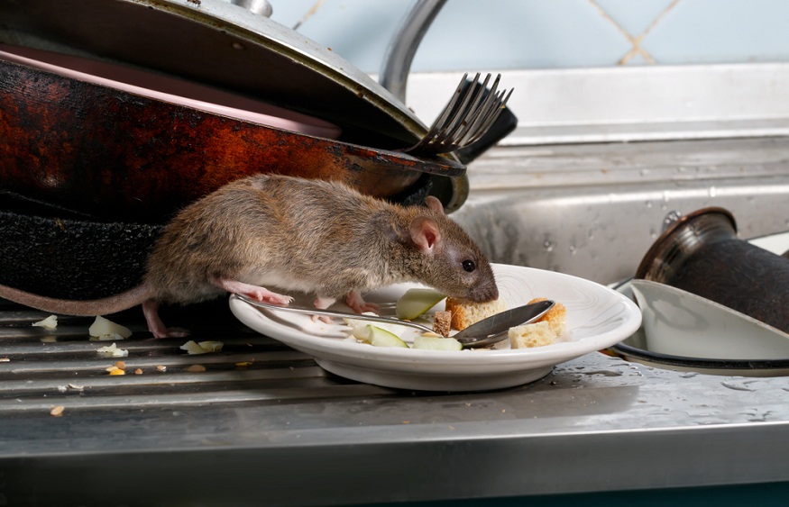 Rodent Infestations